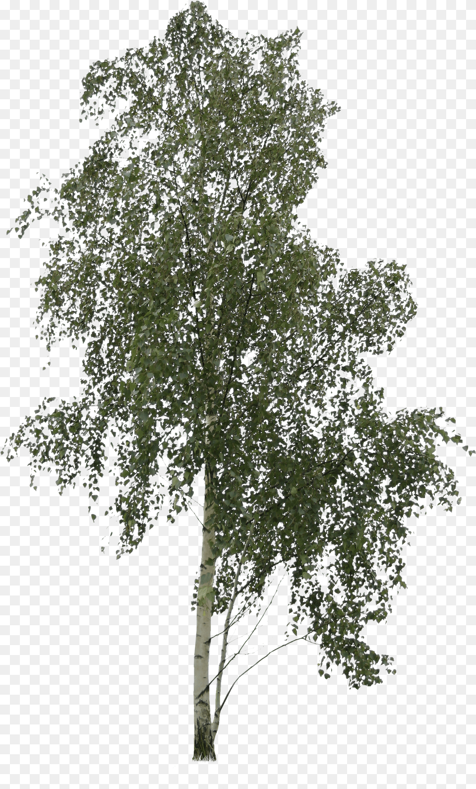 Asymmetric Birch Tree Cutout Png