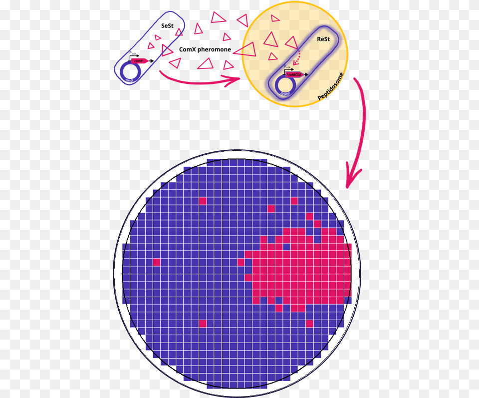 At A Glance Circle, Sphere, Purple Free Png