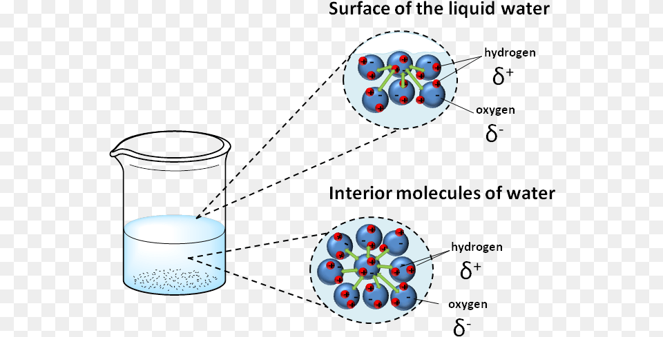 At A Macroscopic Level The Actuation Of These Forces Diagram, Jar, Berry, Blueberry, Food Png