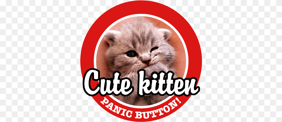 At Any Rate As A Compromise Whenever We Think The Kitten, Animal, Cat, Mammal, Pet Png Image