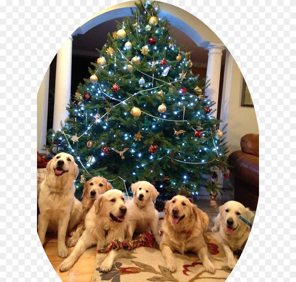 At Christmas Golden Retriever, Photography, Animal, Canine, Pet Free Transparent Png