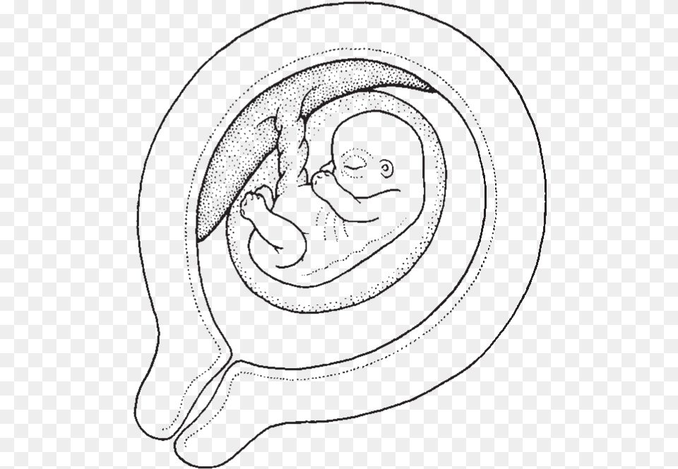 At Five Weeks Your Baby39s Brain And Spinal Cord And Line Art Free Png