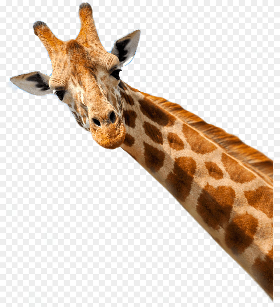 At Full Speed To The Place Of Delivery Die Besten Folgen Der 9staffel Dvd, Animal, Giraffe, Mammal, Wildlife Free Png Download