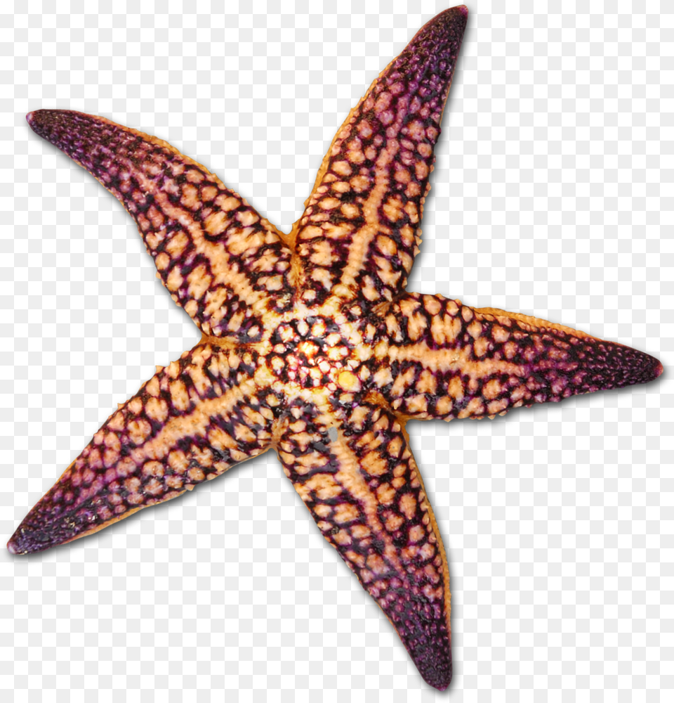 At Getdrawings Com For Personal Use Starfish Sea Shell Background, Animal, Sea Life, Invertebrate, Bird Free Png
