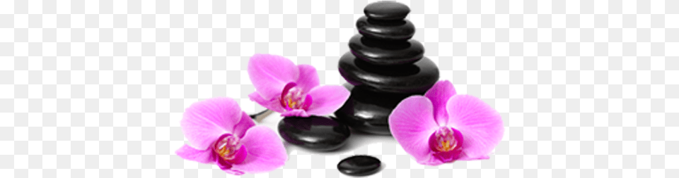 At Maple Beauty Spa We Offer Variety Of Services Juju Aroma Aromatherapy Best 6 100 Pure Therapeutic, Flower, Orchid, Plant, Chess Free Png Download