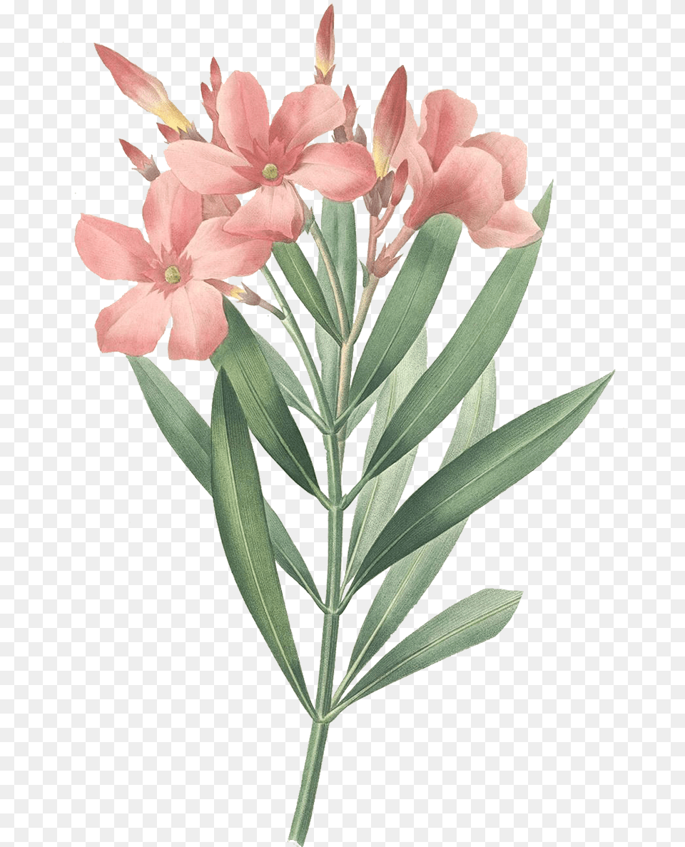 At Oleander Botanical Print, Acanthaceae, Flower, Petal, Plant Free Png