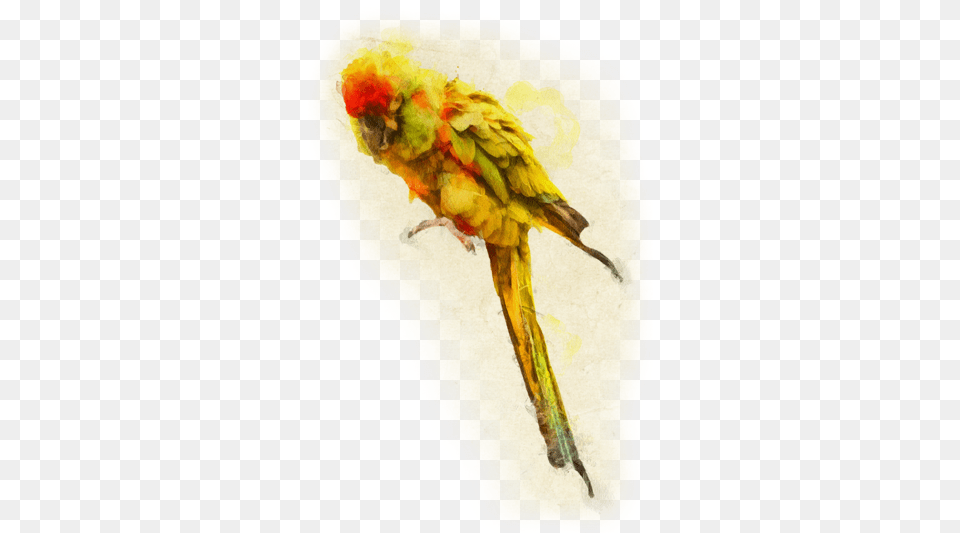 At That Time There Were Only A Few Very Expensive Red Front, Animal, Bird, Parrot, Parakeet Png Image