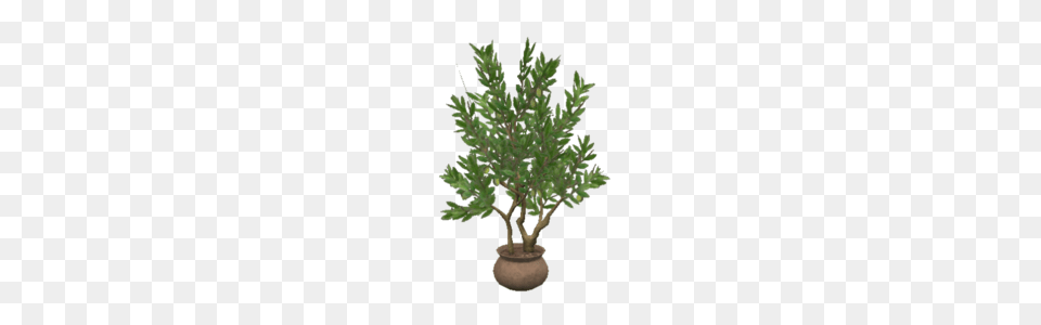 Athenas Olive Tree, Conifer, Plant, Potted Plant, Leaf Png