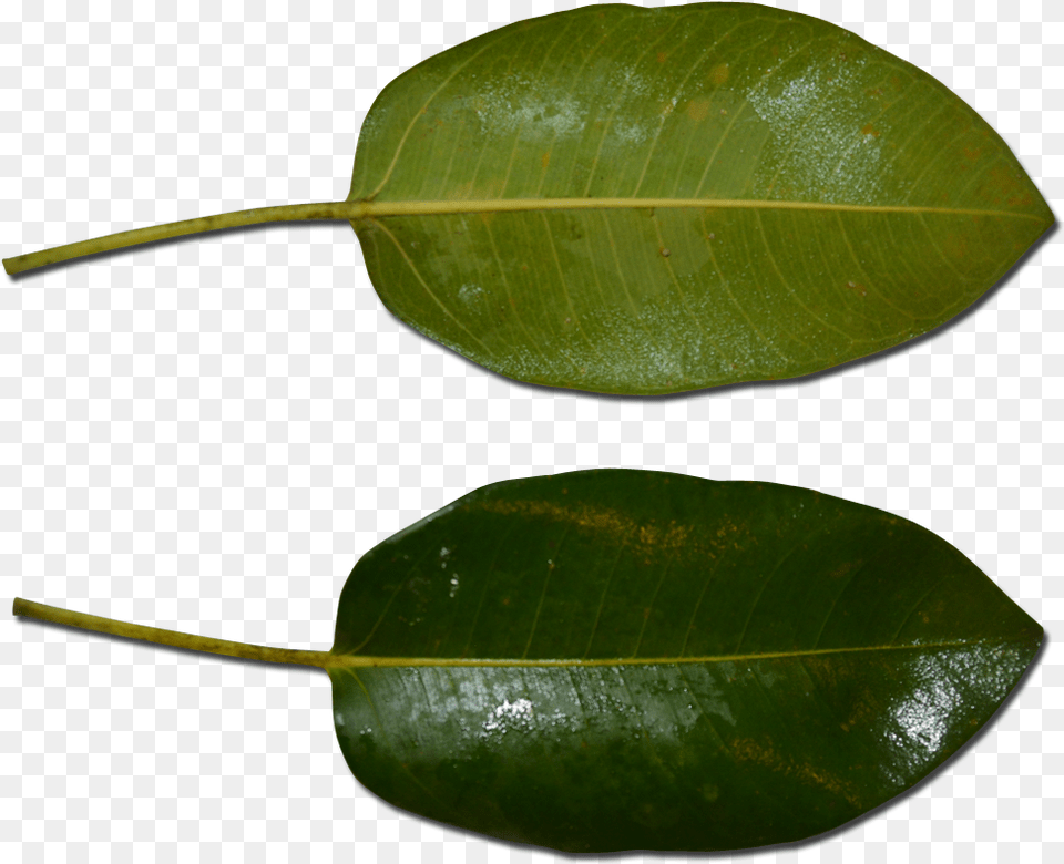 Atherton Rock Fig Leaf, Plant, Tree, Flower, Annonaceae Free Png