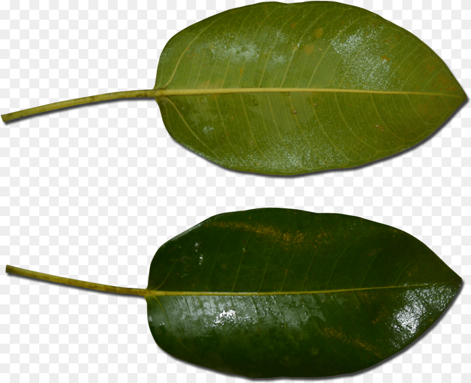 Atherton Rock Fig Leaf Atherton, Plant, Tree, Flower, Annonaceae Free Png