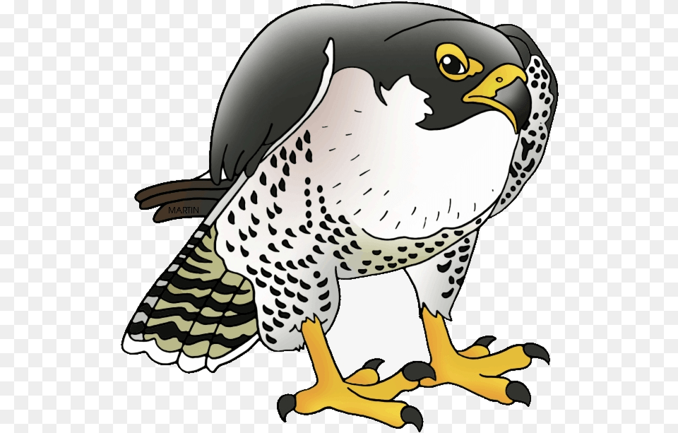 Atlanta Falcons Clipart Falcon Transparent Transparent Peregrine Falcon, Animal, Beak, Bird, Hawk Free Png