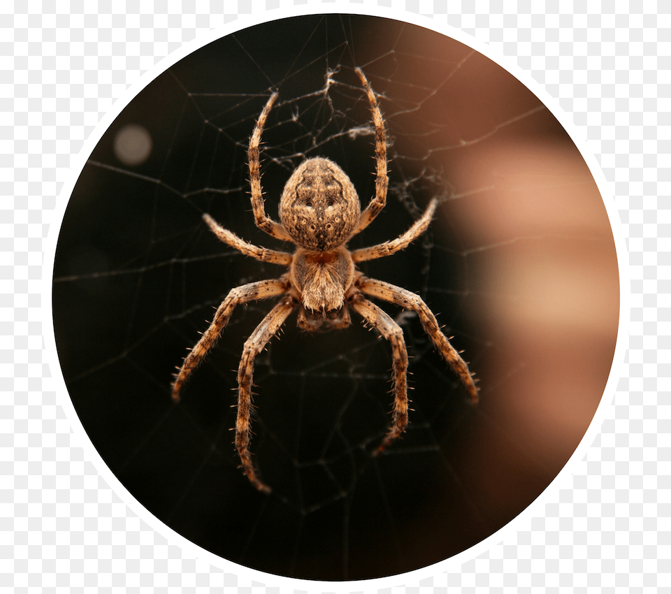 Atlanta Spiders, Animal, Garden Spider, Insect, Invertebrate Free Png