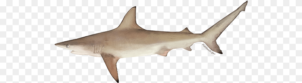 Atlantic Blacktip Shark Blacktip Shark, Animal, Fish, Sea Life Free Transparent Png