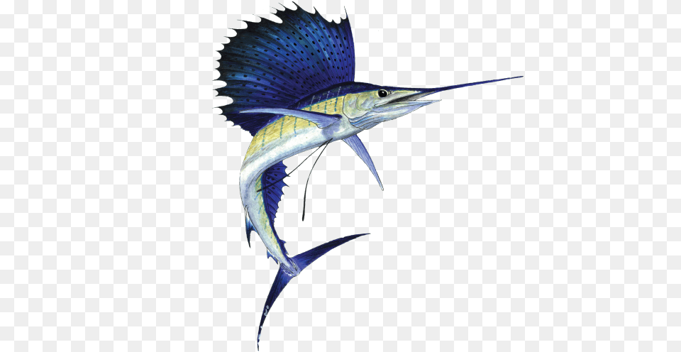 Atlantic Blue Marlin, Animal, Sea Life, Fish, Swordfish Png