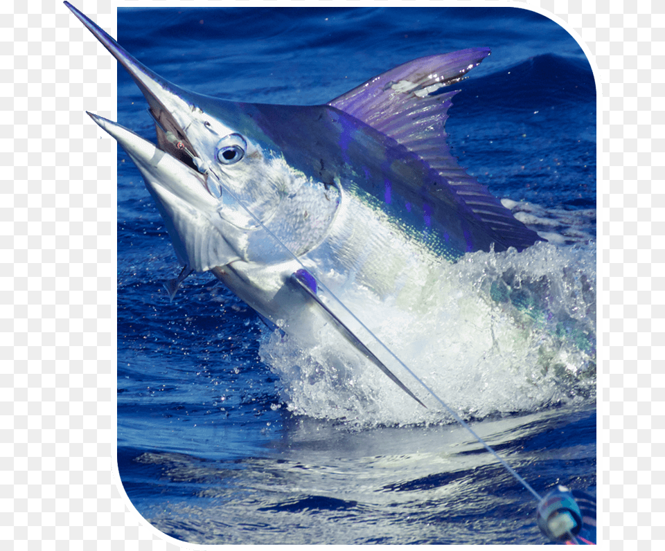 Atlantic Blue Marlin, Animal, Sea Life, Fish, Shark Png