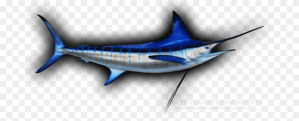 Atlantic Blue Marlin, Animal, Sea Life, Fish, Swordfish Free Png Download