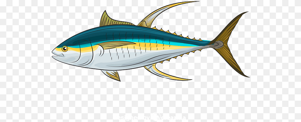 Atlantic Bluefin Tuna, Animal, Bonito, Fish, Sea Life Free Png