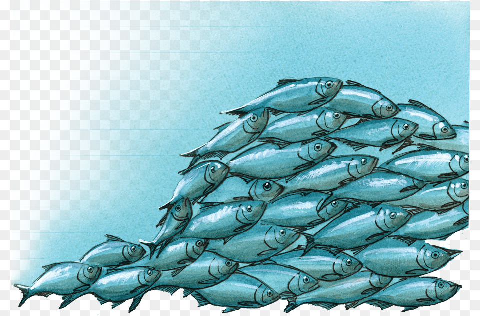 Atlantic Bluefin Tuna, Animal, Fish, Herring, Sea Life Free Png