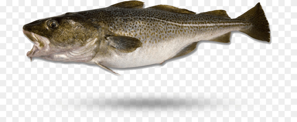 Atlantic Cod River Fish, Animal, Sea Life Png