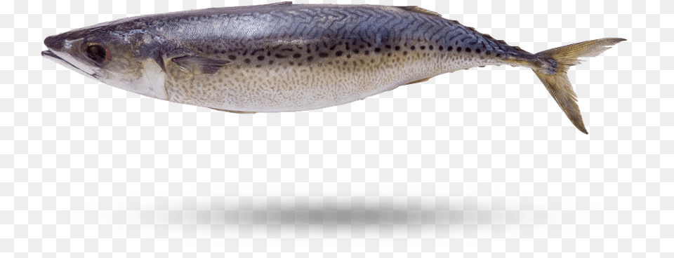 Atlantic Mackerel Sardine, Animal, Fish, Sea Life, Tuna Png Image