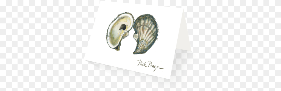 Atlantic Oyster Eastern Oyster, Animal, Invertebrate, Sea Life, Seashell Free Png Download