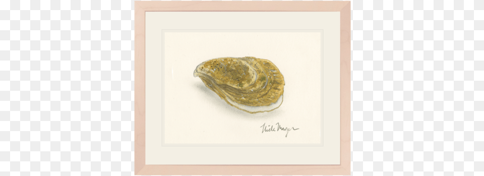 Atlantic Oyster Eastern Oyster, Animal, Clam, Food, Invertebrate Png