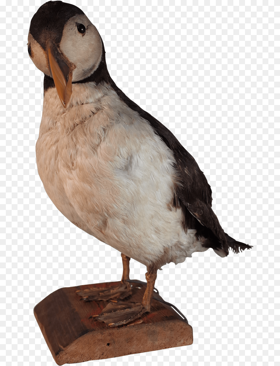 Atlantic Puffin, Animal, Bird Png Image