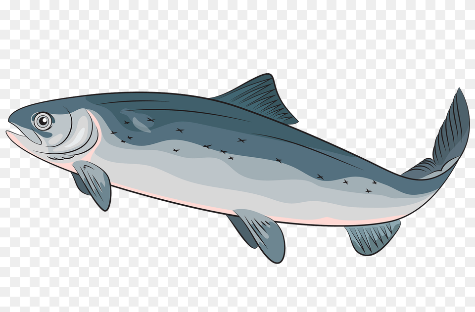 Atlantic Salmon Clipart, Animal, Coho, Fish, Sea Life Free Png