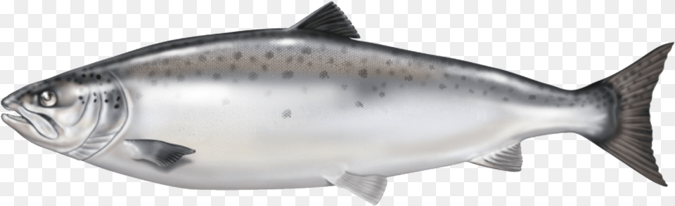 Atlantic Salmon From Norway Is Our Raw Material Base Salmon Fish No Background, Animal, Coho, Sea Life, Herring Free Transparent Png