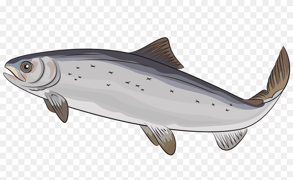 Atlantic Salmon Salmo Salar Clipart, Animal, Sea Life, Fish, Coho Free Png Download