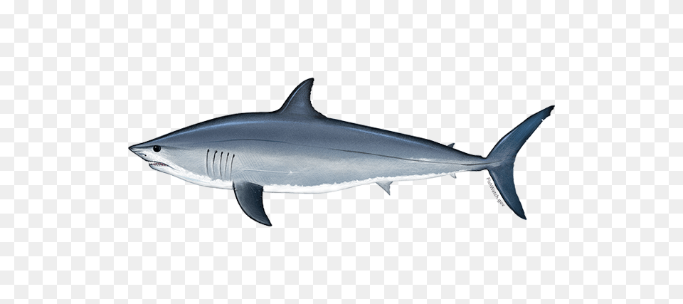 Atlantic Shortfin Mako Shark Noaa Fisheries, Animal, Fish, Sea Life, Tuna Png Image