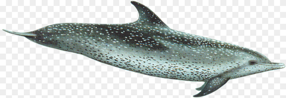 Atlantic Spotted Dolphin, Animal, Mammal, Sea Life, Fish Png