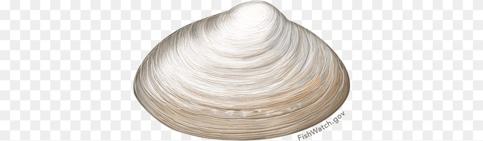 Atlantic Surfclam Clam, Animal, Food, Invertebrate, Sea Life Png