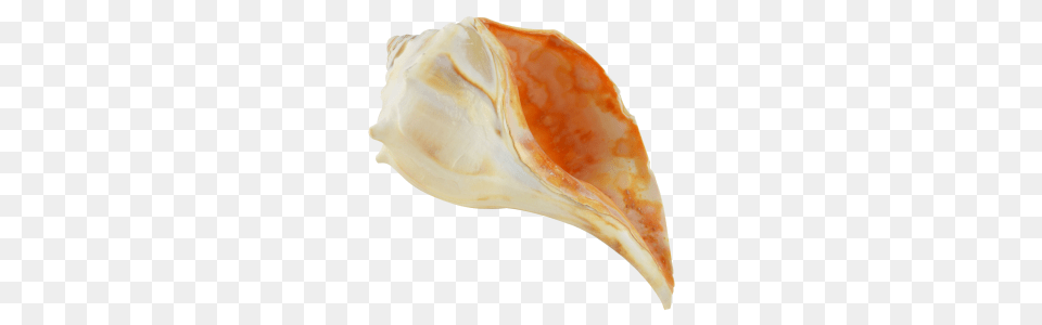 Atlantic Whelk Decorative Shell, Animal, Sea Life, Invertebrate, Seashell Free Png Download