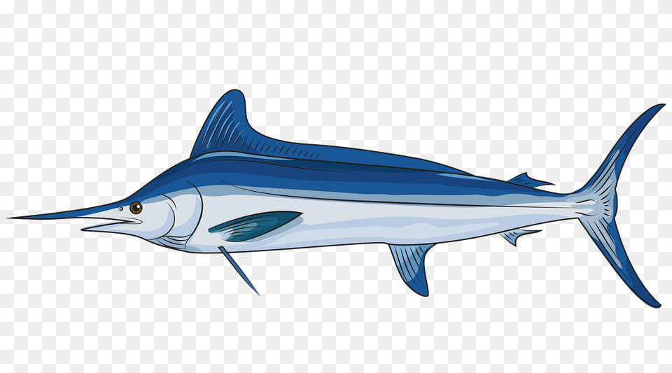 Atlantic White Marlin Clipart, Animal, Fish, Sea Life, Swordfish Free Transparent Png