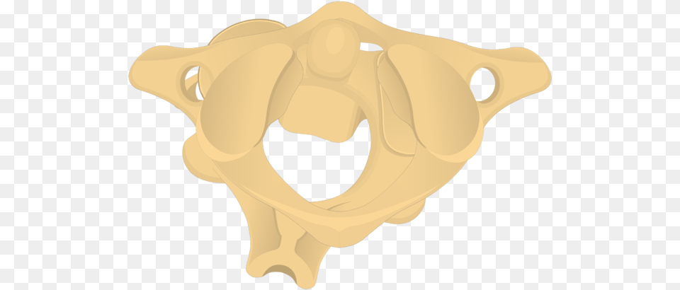 Atlas Bone Anatomy Axis Bone, Animal, Kangaroo, Mammal Png