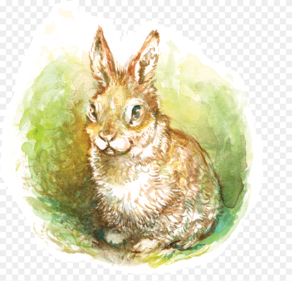 Atlas Games Black And White Eastern Cottontail, Mammal, Animal, Rodent, Hare Free Png
