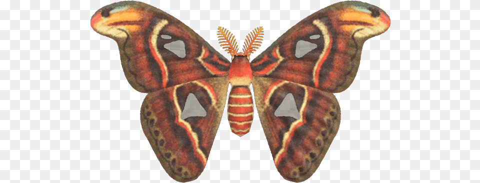 Atlas Moth Animal Crossing New Horizons Atlas Moth, Butterfly, Insect, Invertebrate Free Transparent Png