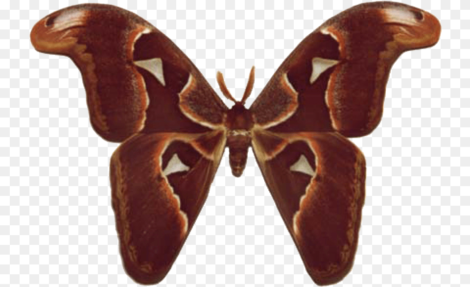 Atlas Moth Brown Butterfly Wings, Animal, Insect, Invertebrate Free Transparent Png