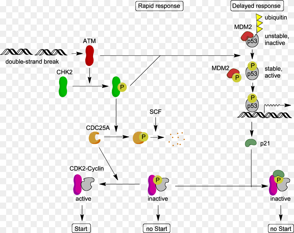 Atm Target Proteins Atm Free Transparent Png