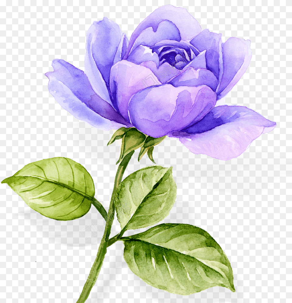 Atmospheric Watercolor Hand Painted Blue Purple Rose Flower Purple Watercolor Flowers Transparent, Plant, Leaf Png Image