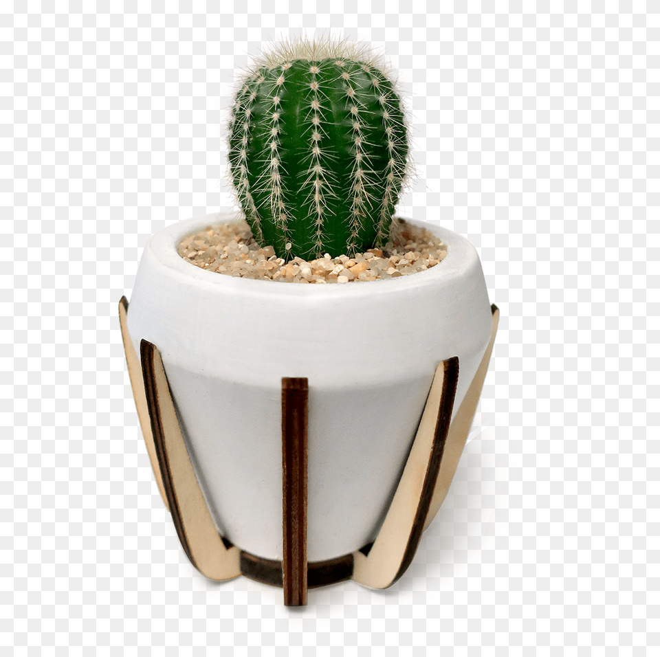Atomic Cactus Planter, Plant, Potted Plant Free Png Download