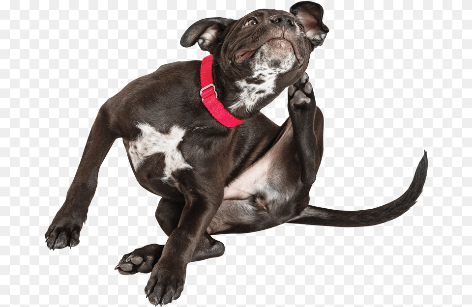 Atopy Causes Itch, Animal, Canine, Dog, Mammal Free Png Download
