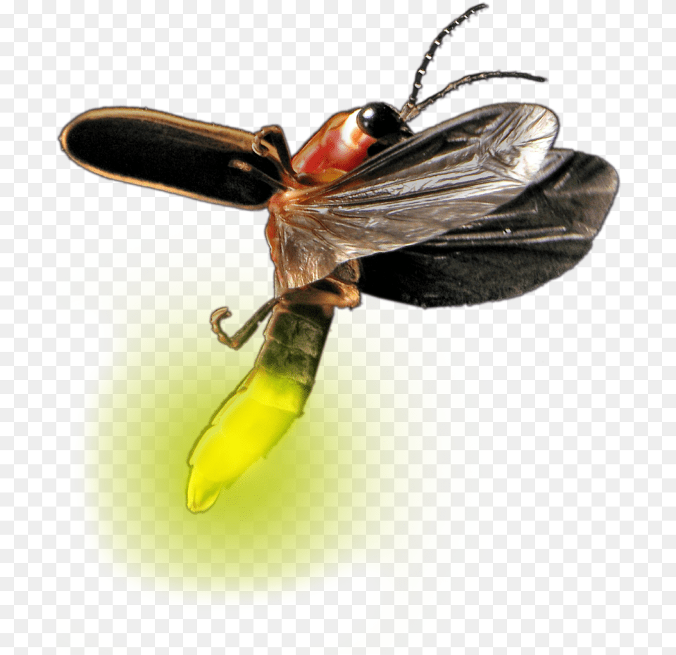 Atp Testing Promicol General Firefly, Animal, Insect, Invertebrate Png