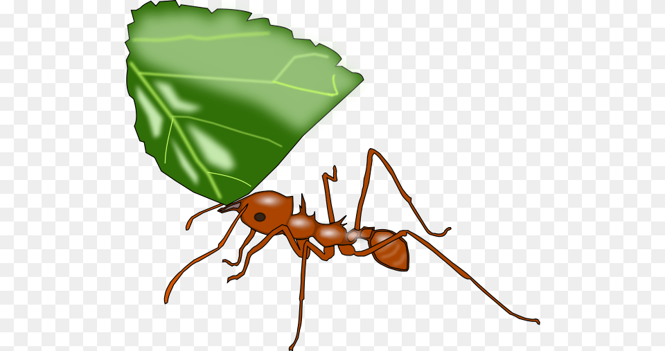 Atta Ant Clip Arts For Web, Animal, Insect, Invertebrate Png
