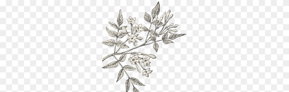 Attachmentattachment Template Defaultattachment Jasmine, Herbal, Herbs, Leaf, Plant Png Image
