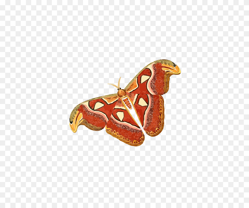 Attacus Atlas, Animal, Butterfly, Insect, Invertebrate Free Png Download