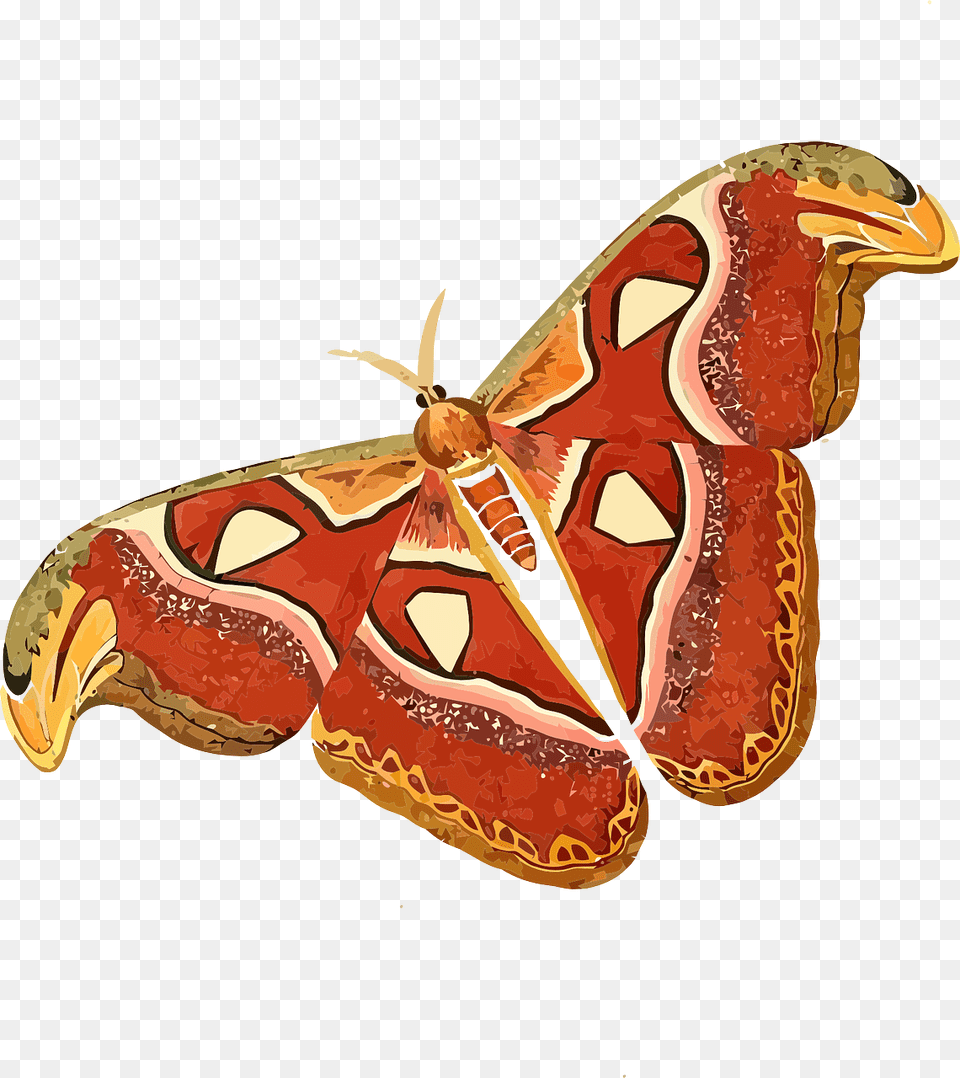 Attacus Atlas, Animal, Butterfly, Insect, Invertebrate Free Transparent Png