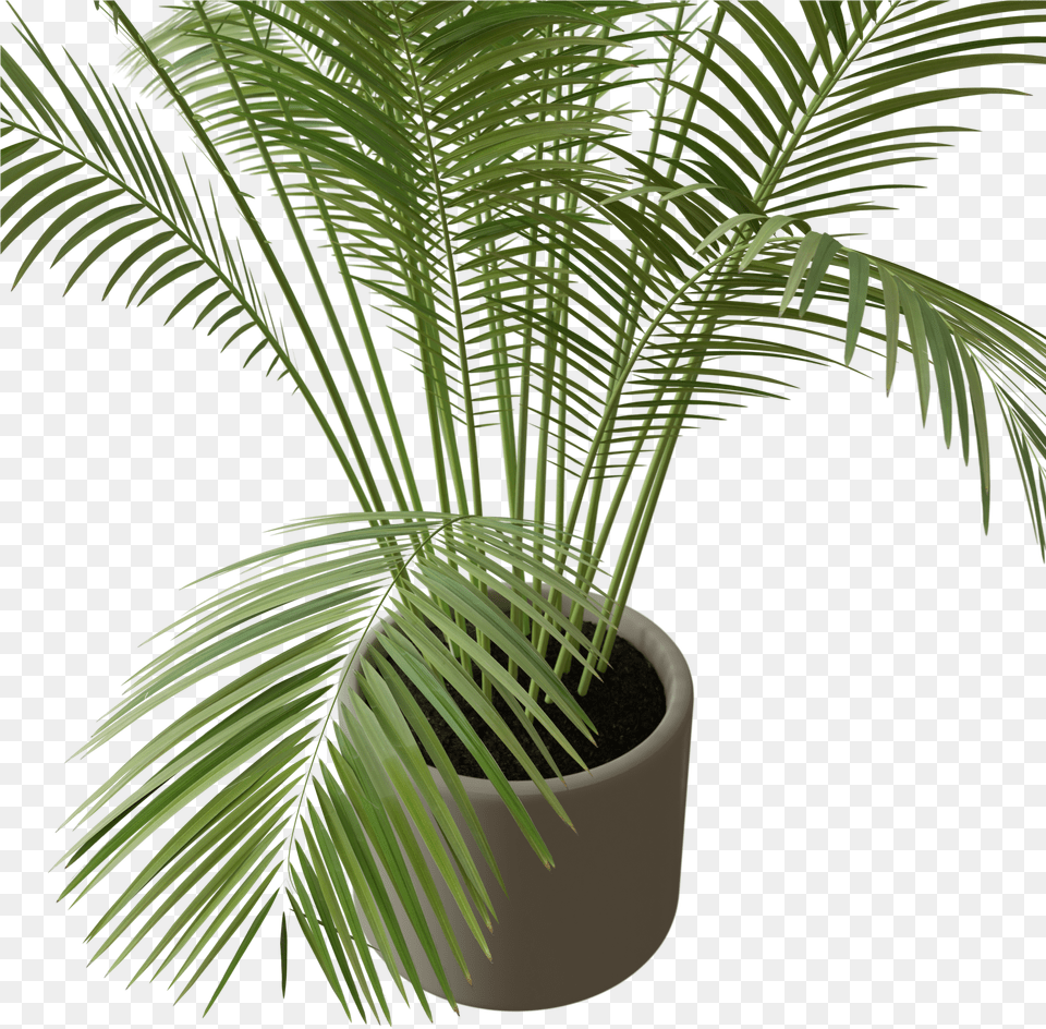 Attalea Speciosa, Leaf, Palm Tree, Plant, Potted Plant Png Image