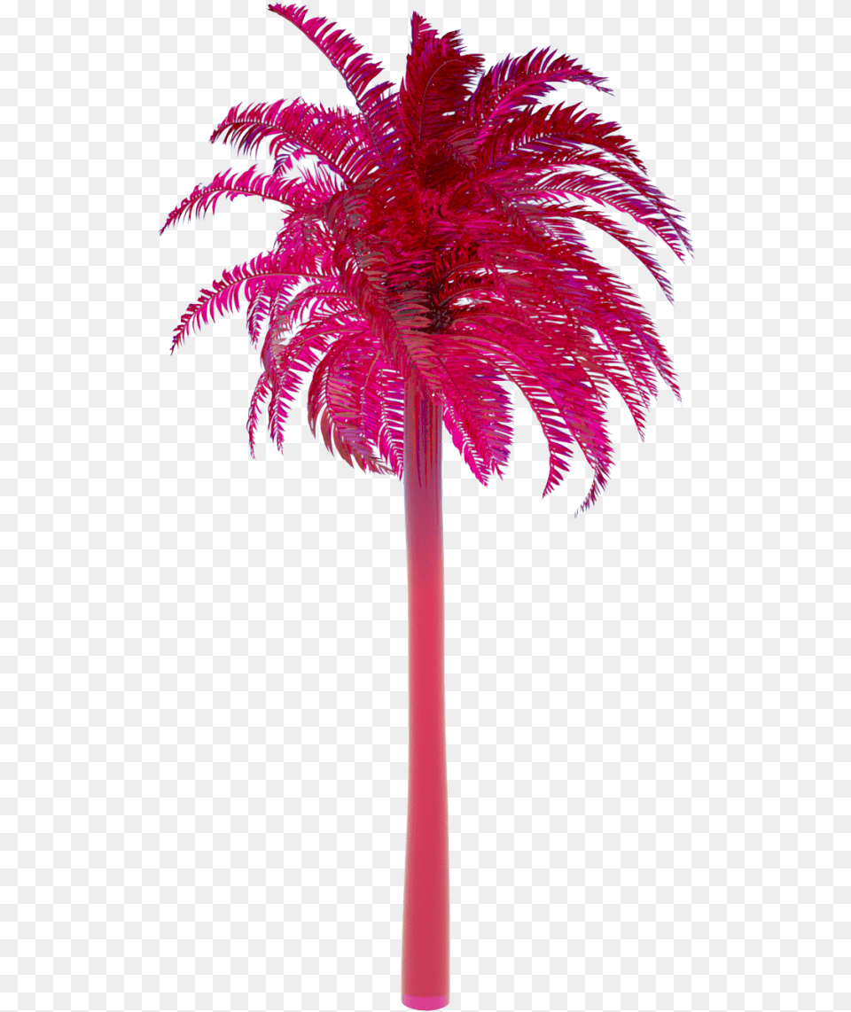 Attalea Speciosa, Palm Tree, Plant, Tree Png Image